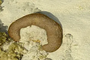 Shallows Prints: Variegated Sea Cucumber (Stichopus variegatus) adult