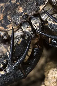 Amblypygi Prints: Variegated Tailless Whip Scorpion (Damon variegatus) adult female