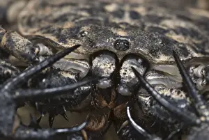 Variegated Tailless Whip Scorpion (Damon variegatus) adult female, close-up of cephalothorax with eyes and mouth, Central Africa