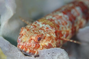 Varigated Lizardfish (Synodus variegatus) adult, resting on coral, Horseshoe Bay, Nusa Kode, Rinca Island, Komodo N. P