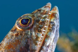 Varigated Lizardfish (Synodus variegatus) adult, close-up of head, Lembeh Straits, Sulawesi, Sunda Islands, Indonesia