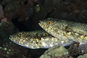 Indopacific Prints: Varigated Lizardfish (Synodus variegatus) adult pair