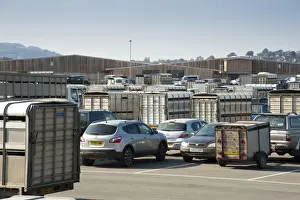 Cars Prints: Various 4x4 vehicles and livestock trailers at livestock market