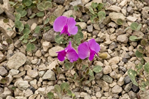 Middle East Prints: Vavilovia (Vavilovia formosa) flowering