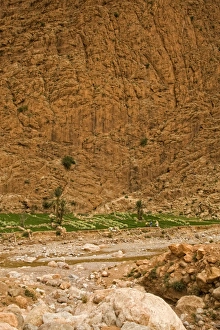 Moroccan Prints: Vegetable gardens in canyon, Todra Gorge, High Atlas Mountains, Morocco, february