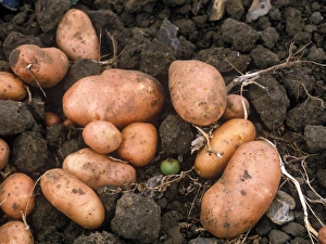Root Vegetable Prints: Vegetable - Potato Close-up of harvested potatoes