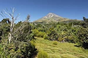 Cone Prints: Vegetation on approach to base of stratovolcano, Mount Taranaki, Egmont N. P