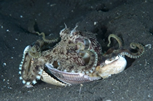 Sheltering Prints: Veined Octopus (Amphioctopus marginatus) adult