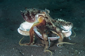 Veined Octopus (Amphioctopus marginatus) adult, holding shell, walking across black sand, Lembeh Straits, Sulawesi