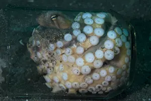 Sheltering Prints: Veined Octopus (Amphioctopus marginatus) adult female