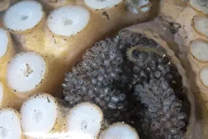 Veined Octopus (Amphioctopus marginatus) adult female, guarding eggs in glass jar, Lembeh Island, Sulawesi, Indonesia