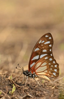 Drinking Prints: Veined Swordtail (Graphium leonidas) adult