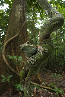Tree Frog Prints: Veined Treefrog (Phrynohyas venulosa) adult