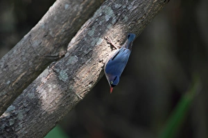 Velvet-fronted Nuthatch (Sitta frontalis) adult, clinging to tree branch, Corbett N. P. Uttarakhand, India, february