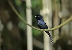 Velvet-mantled Drongo (Dicrurus modestus atactus) adult, perched on cable, Kakum N. P. Ghana, February