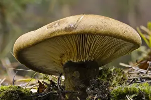 Body Prints: Velvet Roll-rim (Tapinella atrotomentosa) fruiting body