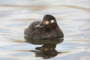 Velvet Scoter (Melanitta fusca) adult female, swimming, with waterweed in beak, Lancashire, England, january