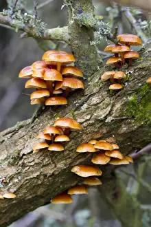Sussex Prints: Velvet Shank Fungus (Flammulina velutipes) fruiting bodies