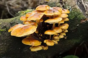 Body Prints: Velvet Shank Fungus (Flammulina velutipes) fruiting bodies