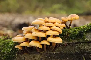 Body Prints: Velvet Shank Fungus (Flammulina velutipes) fruiting bodies