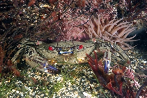 Decapoda Prints: Velvet Swimming Crab (Necora puber) adult