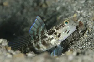 Gobies Prints: Ventral-barred Shrimpgoby (Cryptocentrus sericus) adult