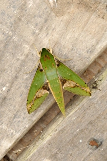 Verdant Hawkmoth (Xylophanes chiron) adult, resting on wood, Trinidad, Trinidad and Tobago
