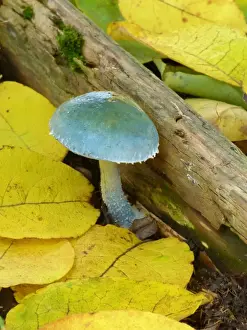 Verdigris Agaric (Stropharia aeruginosa) fruiting body, growing amongst fallen leaves, Derbyshire, England, October