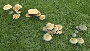 Lawns Prints: Verdigris Agaric (Stropharia aeruginosa) variously aged fruiting bodies