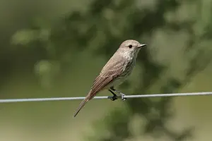 Fly Catcher Prints: Vermilion Flycatcher (Pyrocephalus rubinus rubinus) Southern subspecies