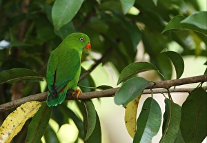 Parrot Prints: Vernal Hanging Parrot (Loriculus vernalis) adult