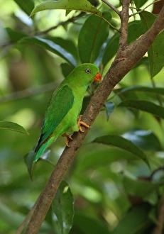 Vernal Hanging Parrot (Loriculus vernalis) adult, perched on branch, Kaeng Krachan N. P. Thailand, november