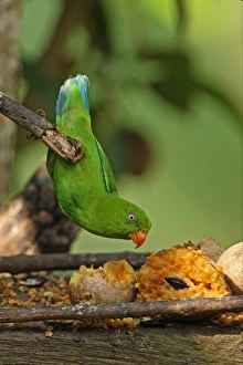 Vernal Hanging Parrot (Loriculus vernalis) adult, feeding on fruit at birdtable, hanging from branch, Kaeng Krachan N. P. Thailand, november