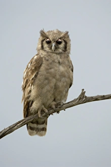 Verreauxs Eagle-owl (Bubo lacteus) adult, perched on branch, Masai Mara, Kenya