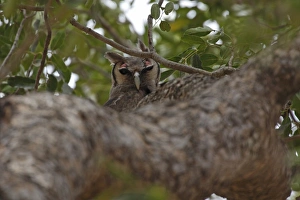 Gambia Prints: Verreaux's Eagle-owl (Bubo lacteus) adult, perched on branch in tree, Gambia, january