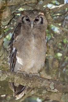 Verreauxs Eagle-owl (Bubo lacteus) adult, perched on branch, Serengeti N. P. Tanzania, December