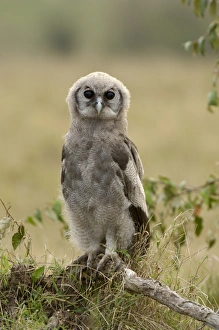 Verreauxs Eagle-owl (Bubo lacteus) juvenile, perched on fallen branch, Masai Mara, Kenya