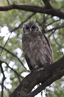 Eagle Prints: Verreauxs Eagle owl juvenile rests in tree near Lebala Camp - Botswana