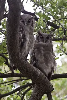 Eagle Prints: Verreauxs Eagle owls rest in tree near Lebala Camp - Botswana