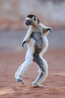 Jump Prints: Verreaux's Sifaka (Propithecus verreauxi) adult