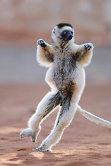 Verreauxs Sifaka (Propithecus verreauxi) adult, running and leaping across ground, Berenty Nature Reserve