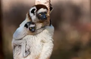 Verreauxs Sifaka (Propithecus verreauxi) adult female carrying young on back, Madagascar, October