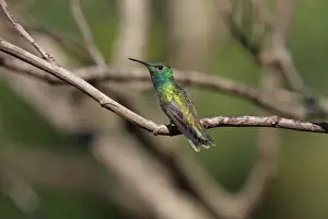 Versicoloured Emerald (Amazilia versicolor) adult male, perched on twig, Puerto Iguazu, Misiones, Argentina, november