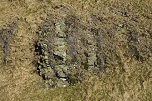 Bedding Prints: Vertically orientated bedding of sandstone and mudstone (Silurian age Wenlock series) exposed in castle earthwork