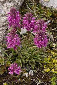 Scrophulariaceae Prints: Verticillate Lousewort (Pedicularis verticillata) flowering, French Alps, France, July
