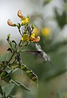 West Indian Prints: Vervain Hummingbird (Mellisuga minima minima) adult
