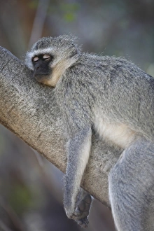 Sleeping Prints: Vervet Monkey (Chlorocebus aethiops) adult