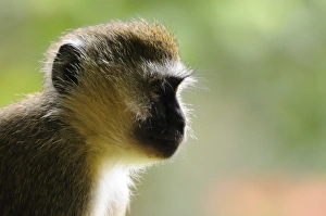 Rwandan Prints: Vervet Monkey (Chlorocebus pygerythrus) adult
