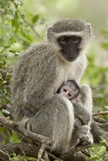 South Africa Prints: Vervet Monkey (Chlorocebus pygerythrus) adult female and baby
