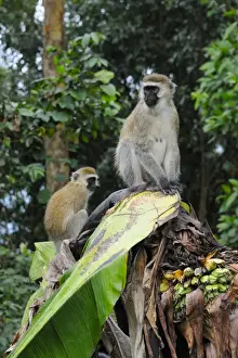 Encroaches Prints: Vervet Monkey (Chlorocebus pygerythrus) adult female with young